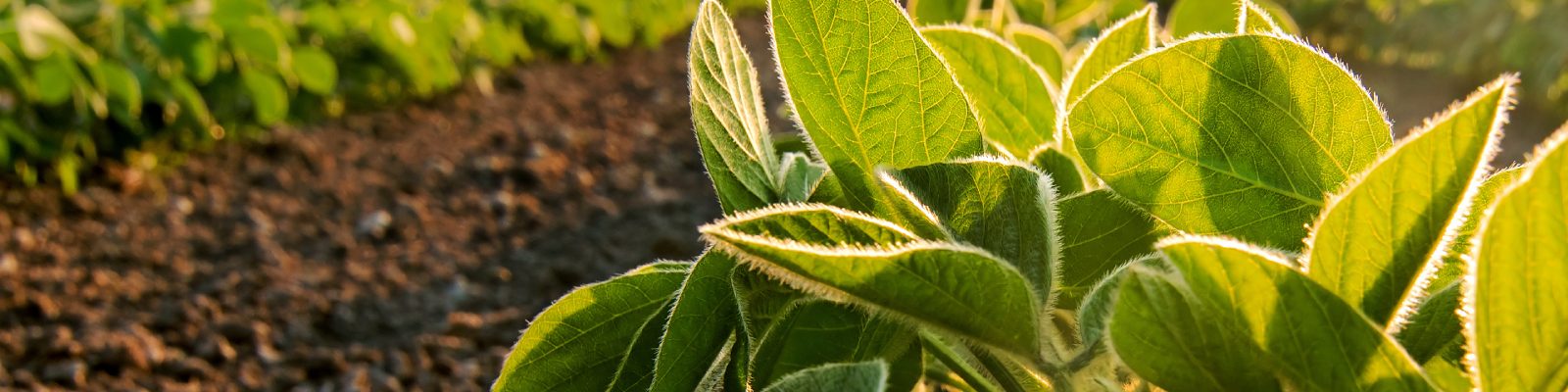 azotan-magnezu-roztwor-produkt