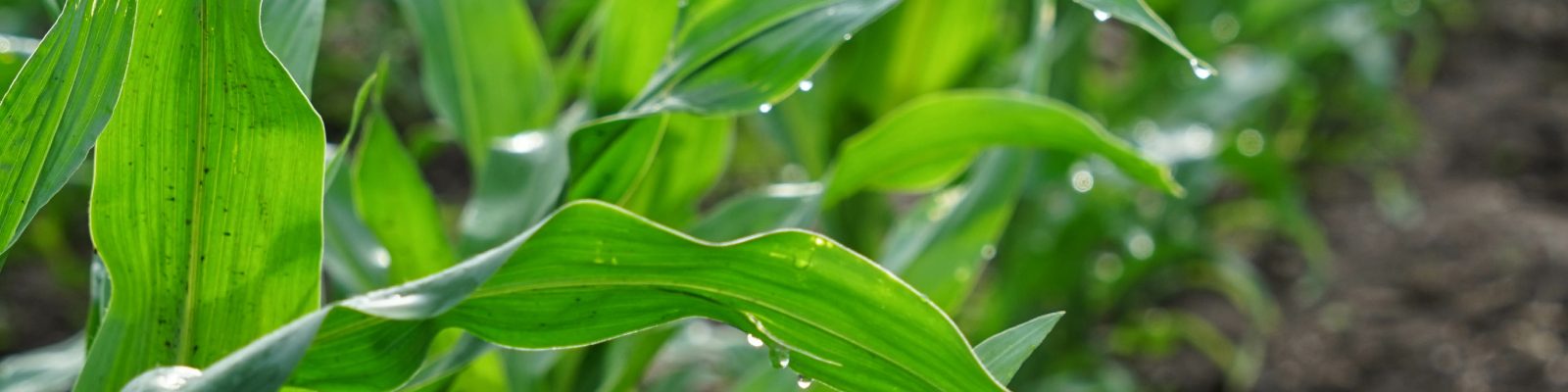 siarczan-magnezu-produkt